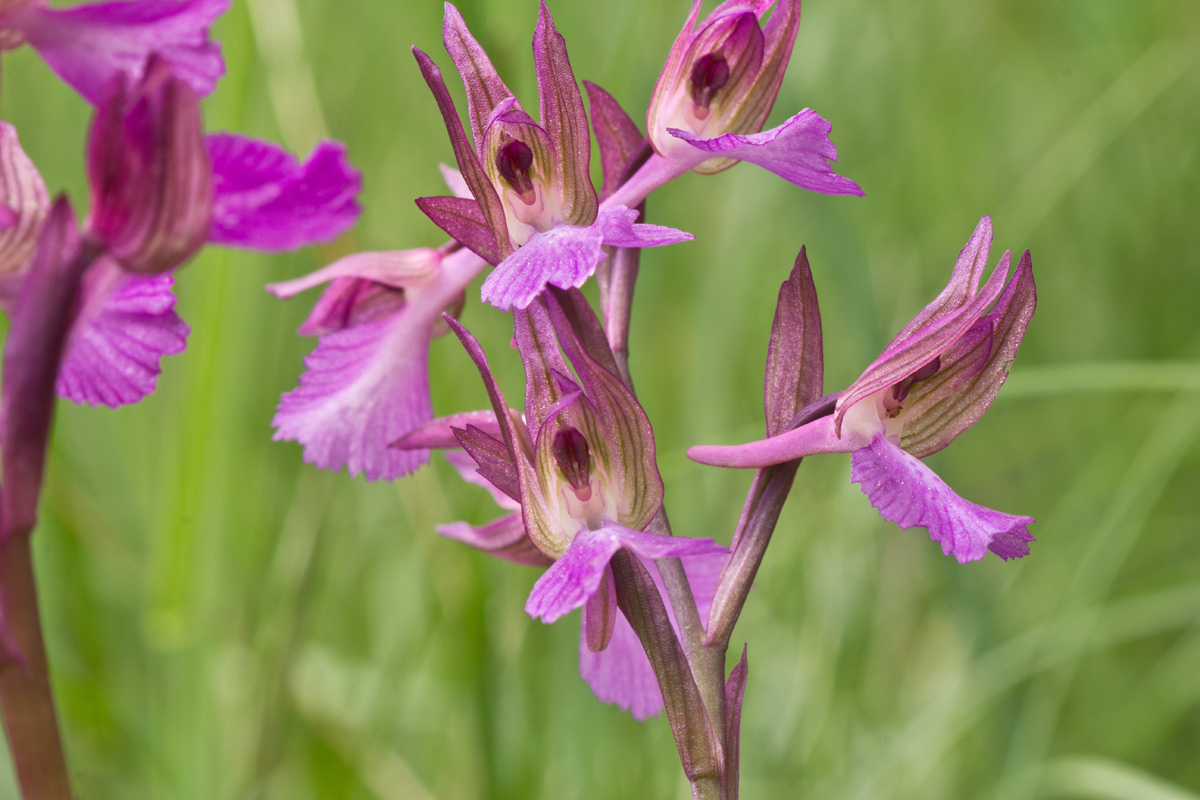 Anacamptis x gennarii (Rchb. F.) Kretz., Eccarius & Dietr